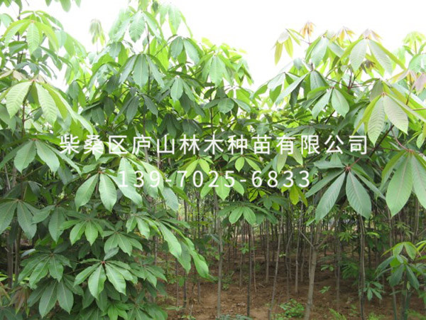 紅花七葉樹