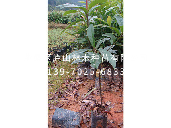 木荷